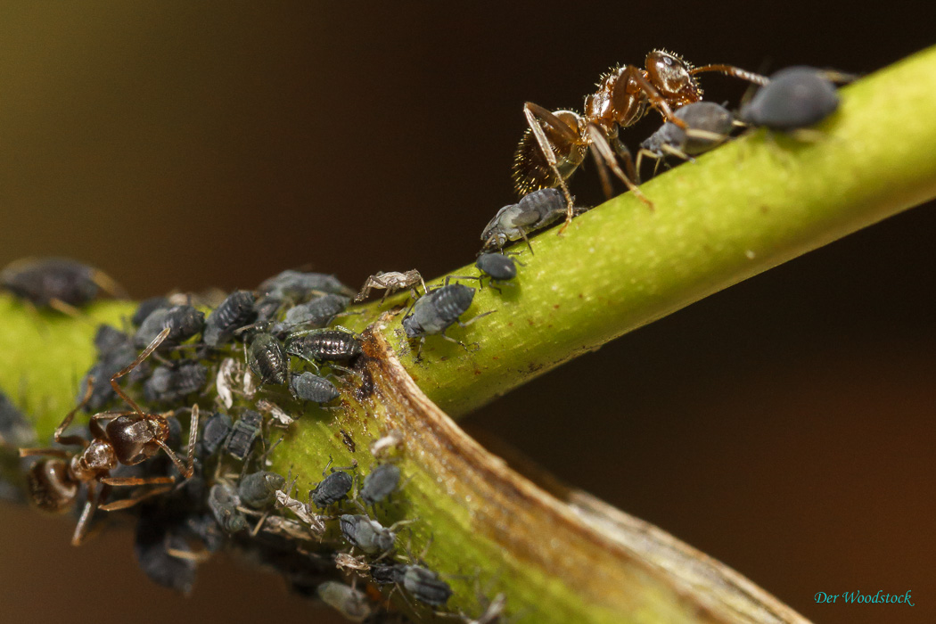Ameisen hüten eine Kolonie Blattläuse