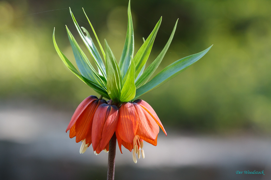 Im Botanischen Garten der Universität