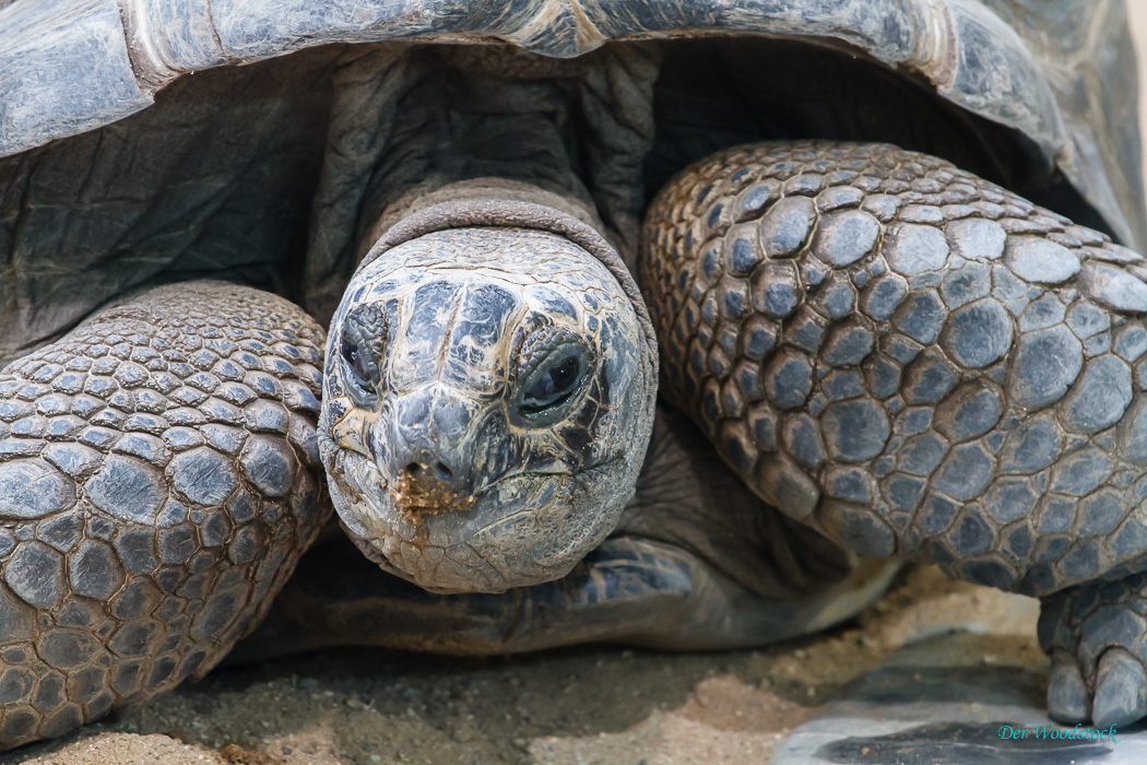 Prager Zoo: Eindrucksvolle Riesenschildkröten