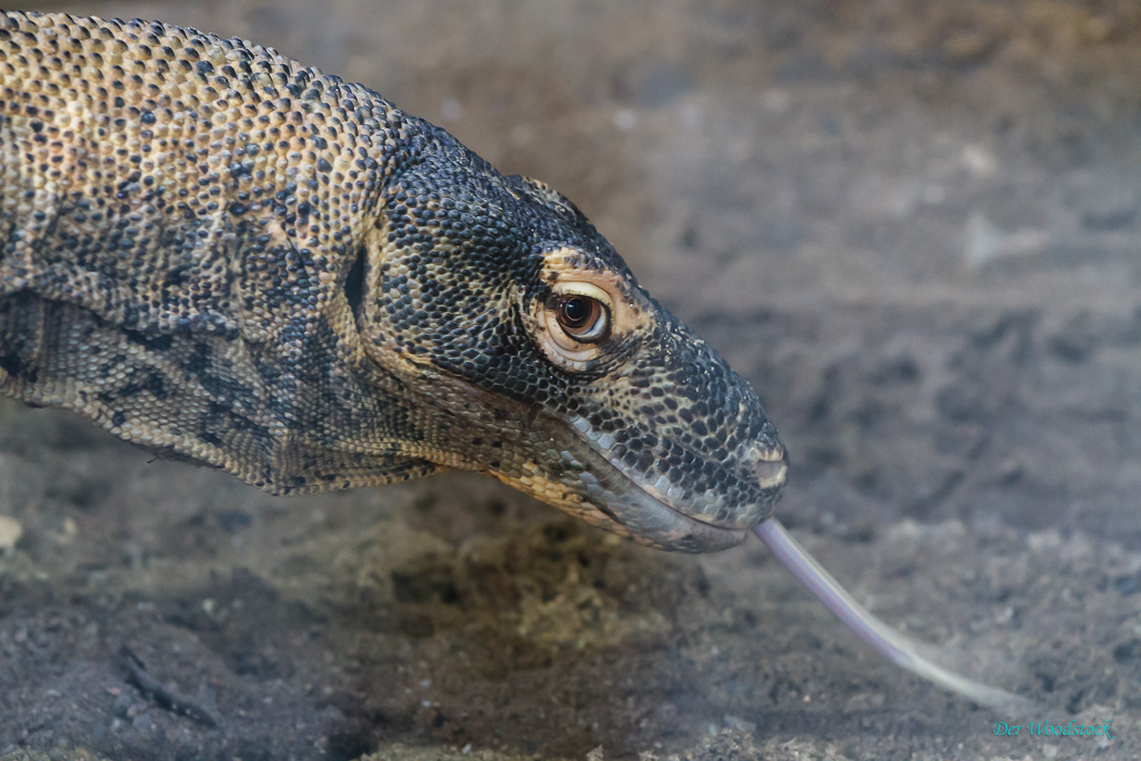 Prager Zoo: Komodowaran.