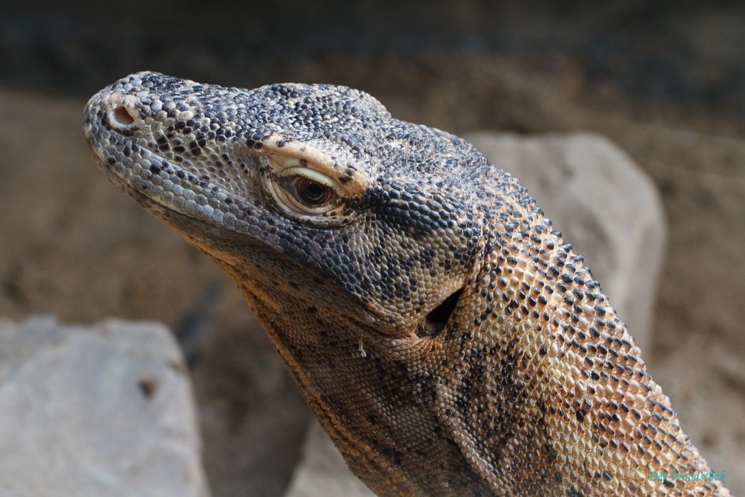 Komodowaran. Ausgewachsene Tiere schlagen auch größere Säugetiere wie Hirsche oder Wildschweine.