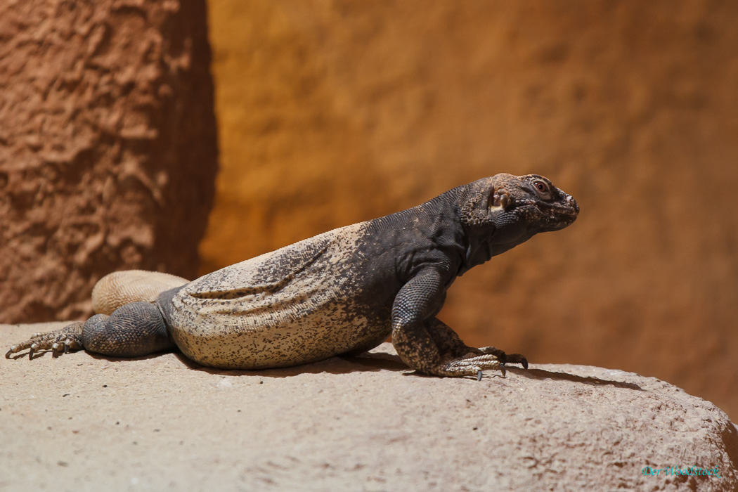 Der Prager Zoo beherbergt eine Vielzahl von Echsen