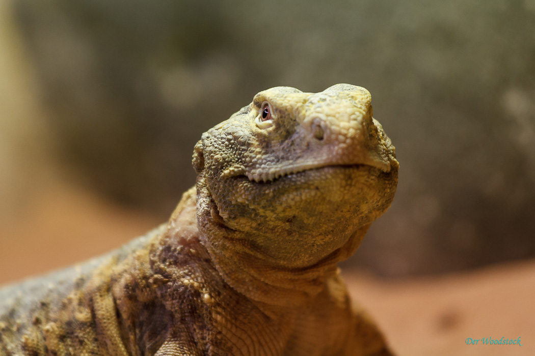 Der Prager Zoo beherbergt eine Vielzahl von Echsen