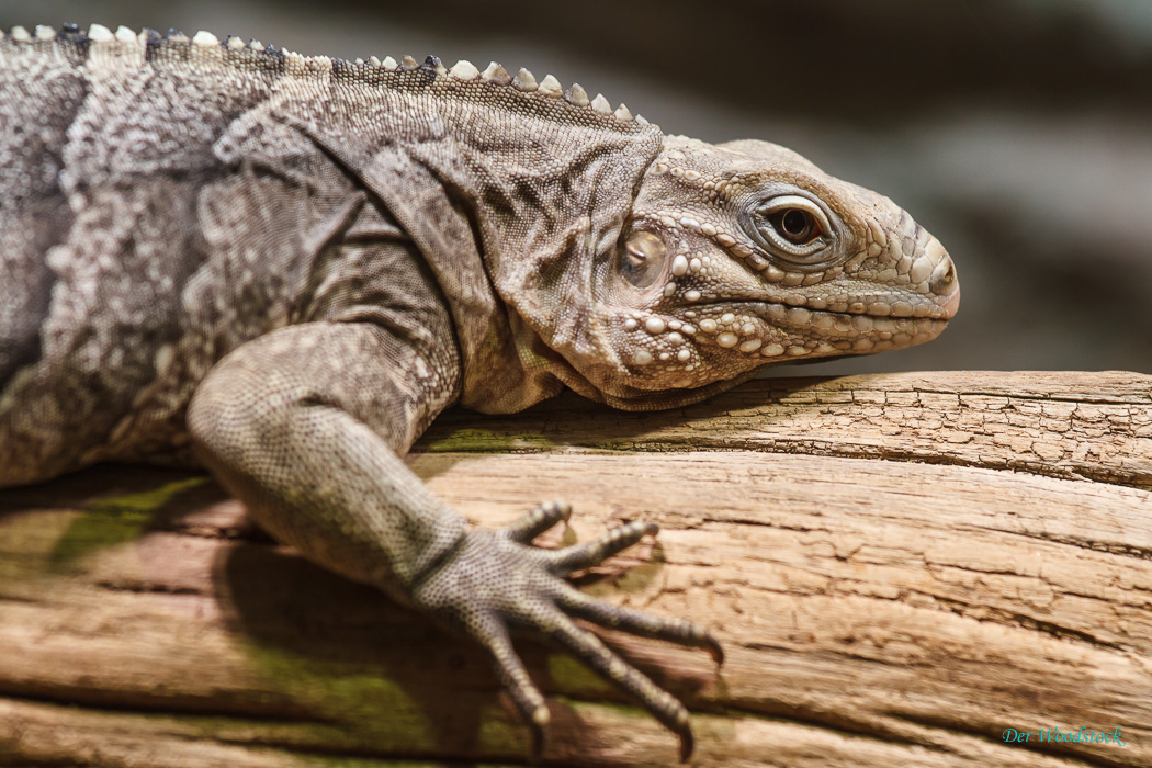 Der Prager Zoo beherbergt eine Vielzahl von Echsen