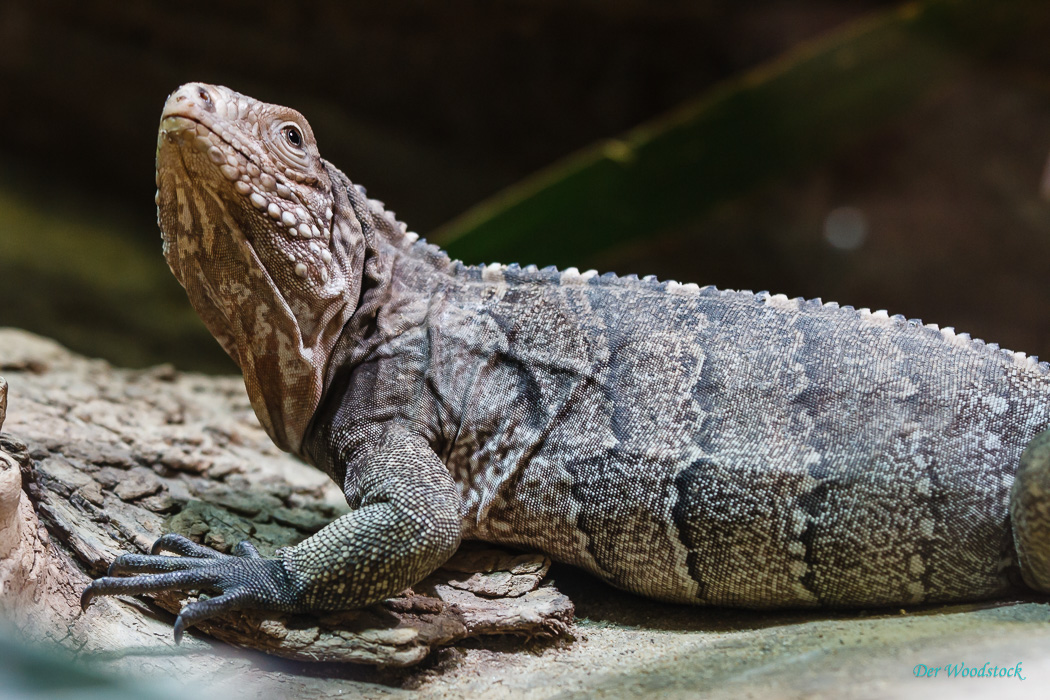 Der Prager Zoo beherbergt eine Vielzahl von Echsen