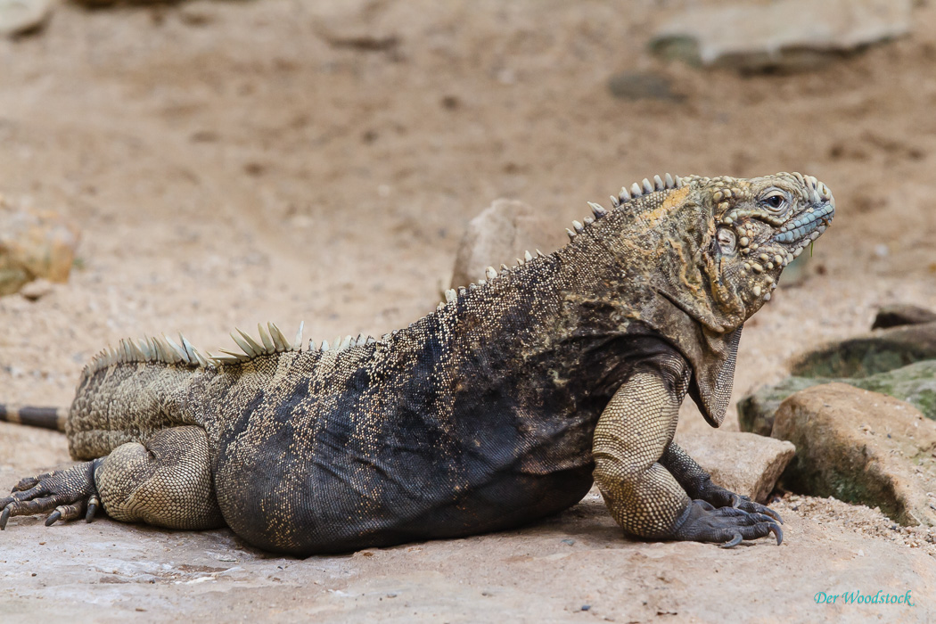 Der Prager Zoo beherbergt eine Vielzahl von Echsen