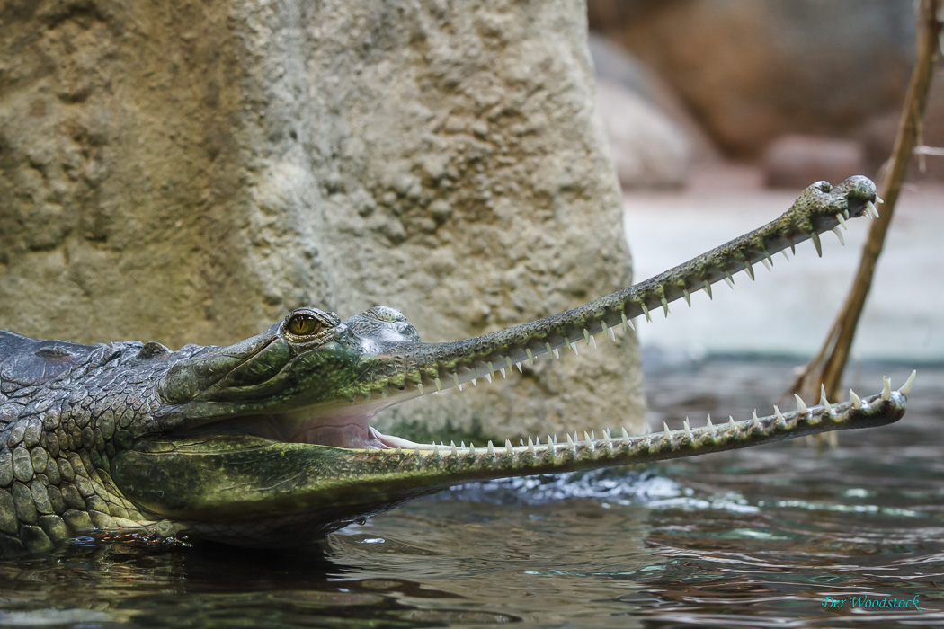 Prager Zoo: Gavial