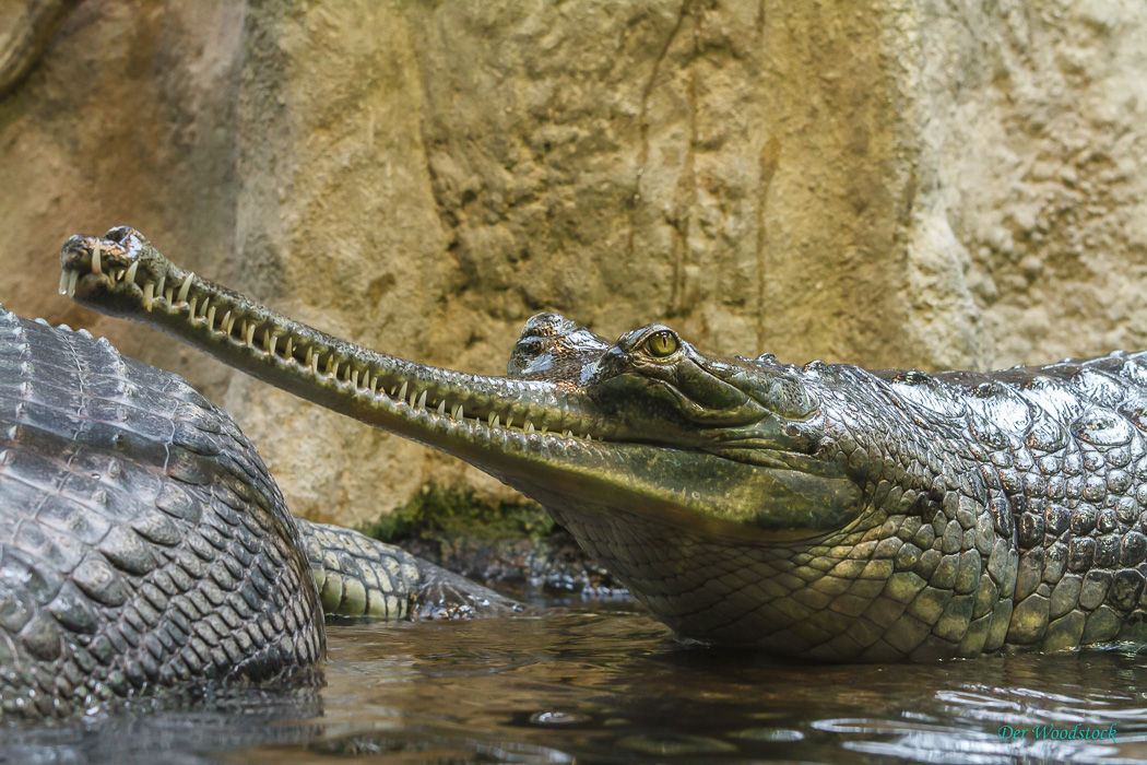 Prager Zoo: Gavial